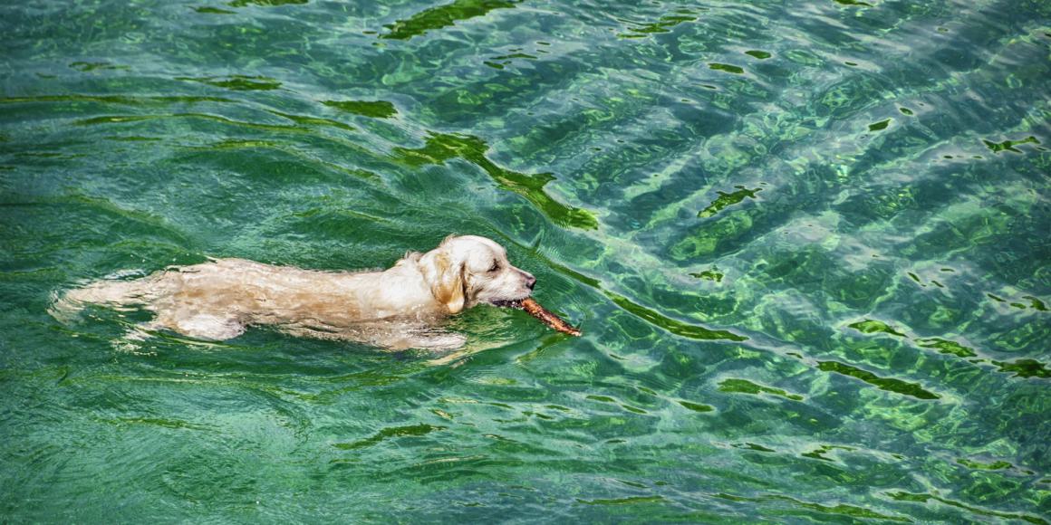 tier, natur, hund, säugetier, haustier, Hund, draußen, schwimmen, bringen